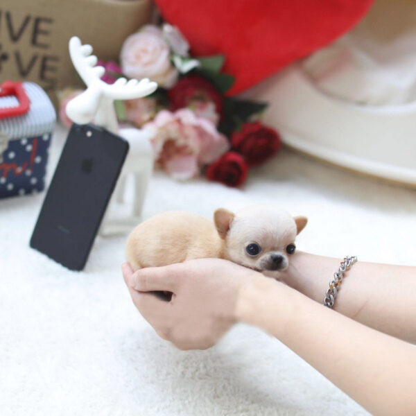 Grace - Female Teacup Chihuahua Puppy - Image 3
