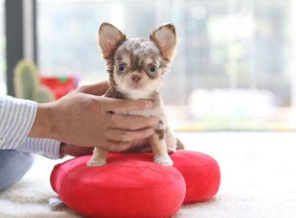 Juanne - Female Teacup Chihuahua Puppy - Image 3