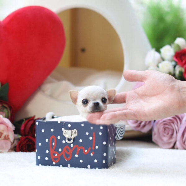 Lulu - Female Teacup Chihuahua Puppy - Image 3