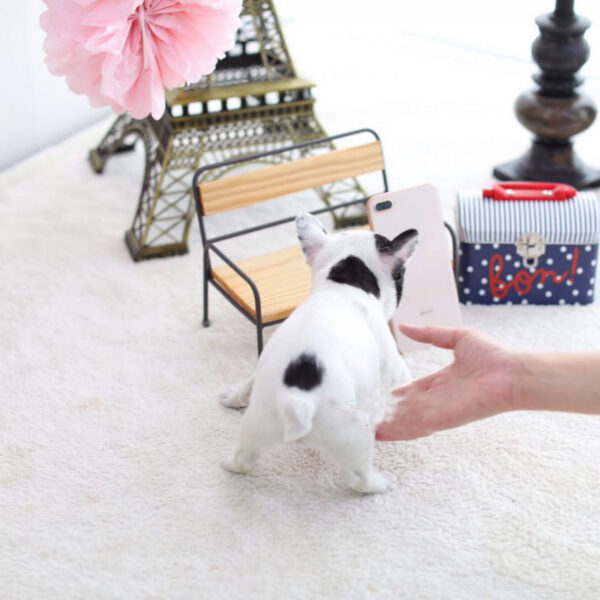 Bill - Male Miniature French Bulldog Puppy - Image 2