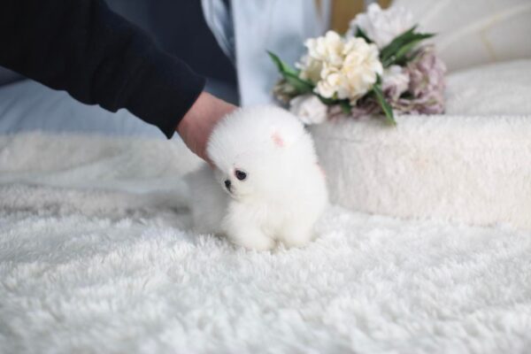 Camilla - Female Teacup Pomeranian Puppy - Image 3