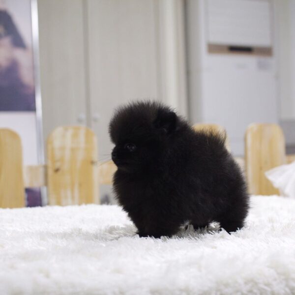 Bear - Male Teacup Pomeranian Puppy - Image 2