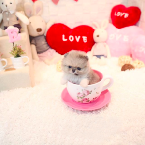 Peppa - Female Teacup Pomeranian Puppy