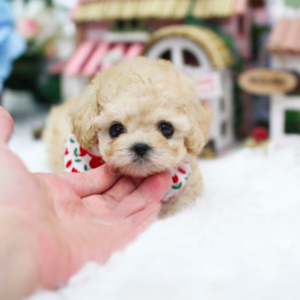 Adrianna - Male Teacup Poodle puppy
