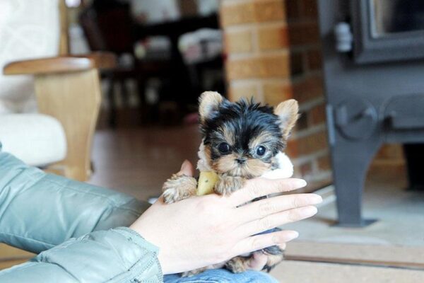 Fai - Male Teacup Yorkshire Puppy - Image 4