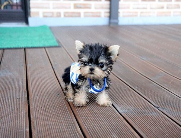 Randy - Male Teacup Yorkshire Puppy - Image 3
