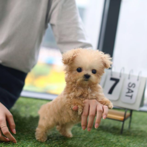 Glimmer (Poodle puppy)