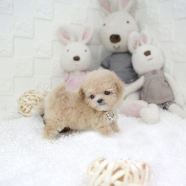 Autumn - Female Teacup Poodle Puppy - Image 4