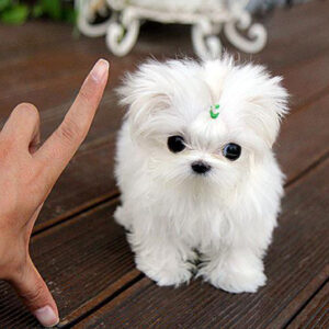 David - Male Teacup Maltese Puppy