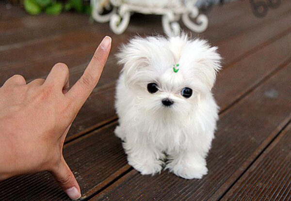 David - Male Teacup Maltese Puppy