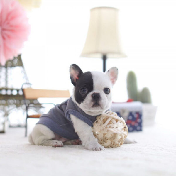 Bill - Male Miniature French Bulldog Puppy - Image 3