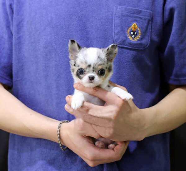 Misty - Female Teacup Chihuahua Puppy - Image 2