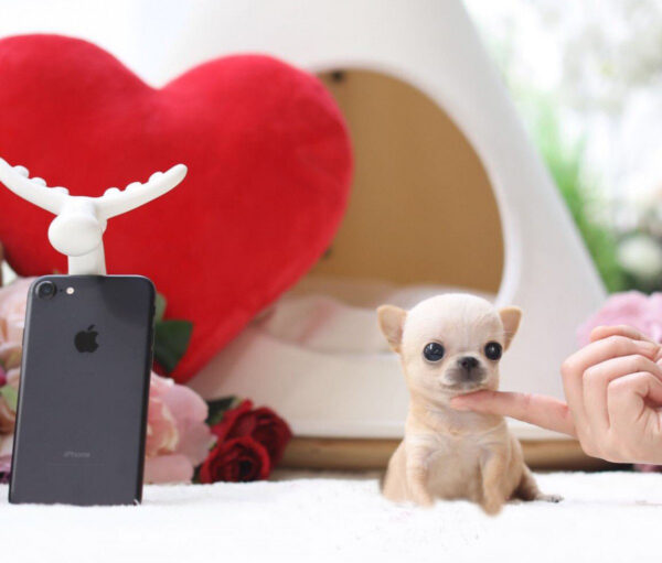 Grace - Female Teacup Chihuahua Puppy - Image 4
