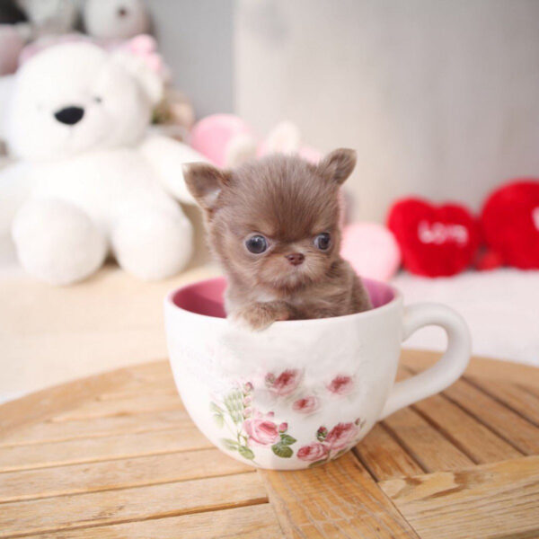 Sharon - Female Teacup Chihuahua Puppy - Image 3