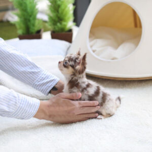Juanne - Female Teacup Chihuahua Puppy