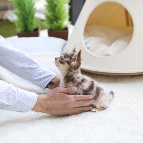 Juanne - Female Teacup Chihuahua Puppy