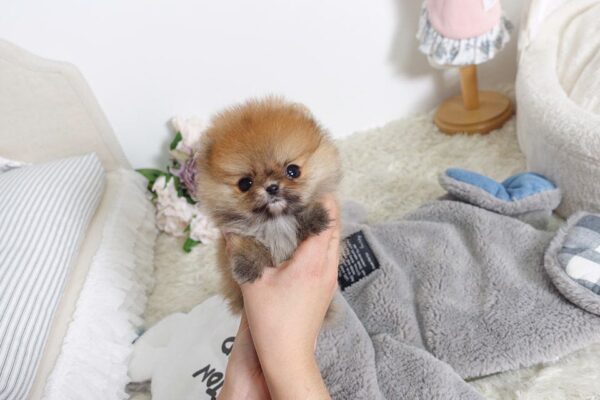 Polo - Male Teacup Pomeranian Puppy - Image 3
