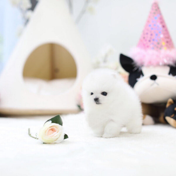 Steve - Male Teacup Pomeranian Puppy - Image 6