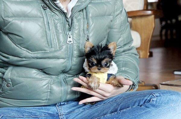 Fai - Male Teacup Yorkshire Puppy - Image 2