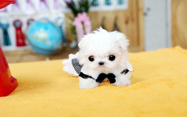 Deanna - Female Teacup Maltese Puppy - Image 2