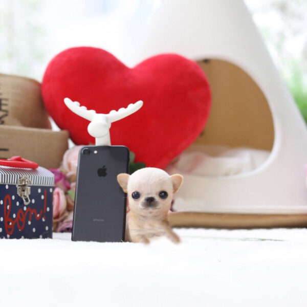 Grace - Female Teacup Chihuahua Puppy - Image 5