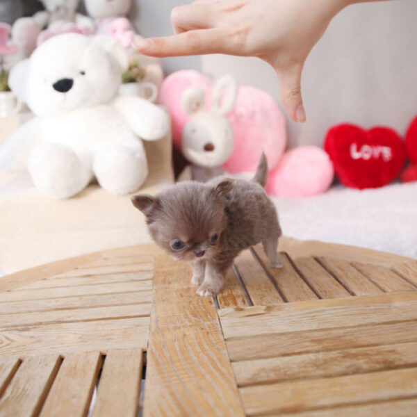 Sharon - Female Teacup Chihuahua Puppy