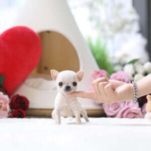 Lulu - Female Teacup Chihuahua Puppy