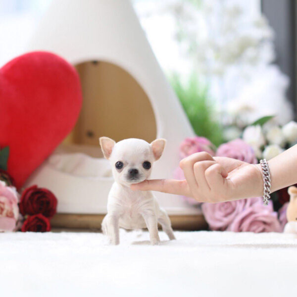 Lulu - Female Teacup Chihuahua Puppy