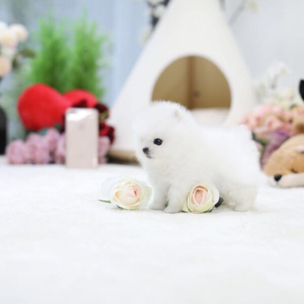 Steve - Male Teacup Pomeranian Puppy