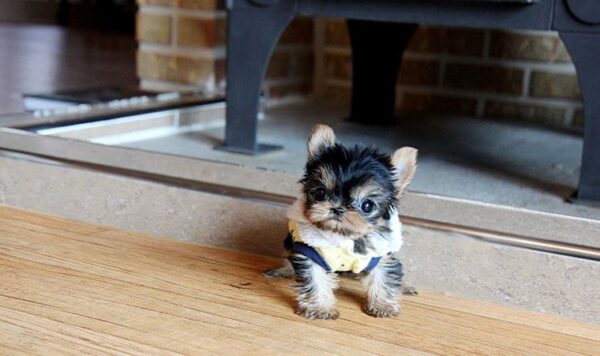 Fai - Male Teacup Yorkshire Puppy - Image 5
