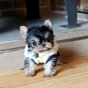 Fai - Male Teacup Yorkshire Puppy