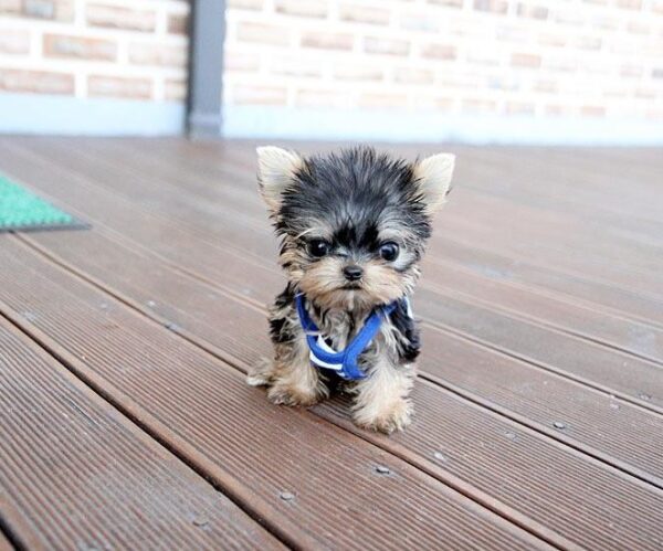 Randy - Male Teacup Yorkshire Puppy - Image 4