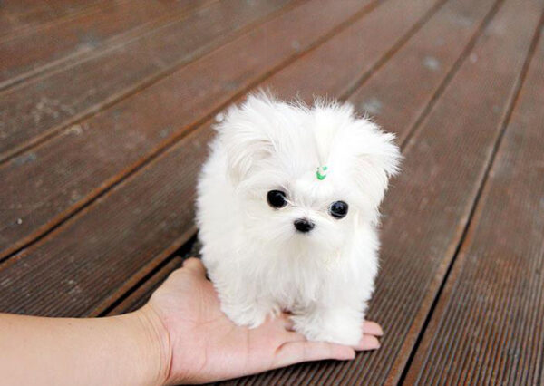 David - Male Teacup Maltese Puppy - Image 3