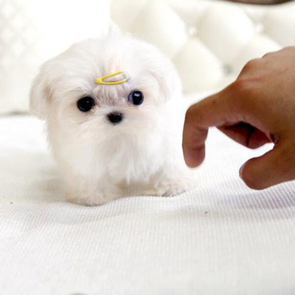 James - Male Teacup Maltese Puppy - Image 2