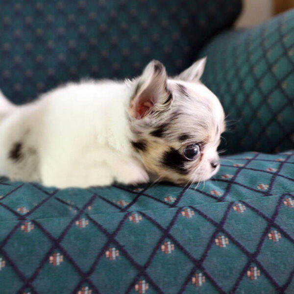 Misty - Female Teacup Chihuahua Puppy - Image 5