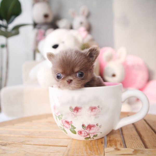 Sharon - Female Teacup Chihuahua Puppy - Image 5