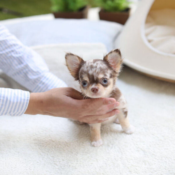 Juanne - Female Teacup Chihuahua Puppy - Image 5