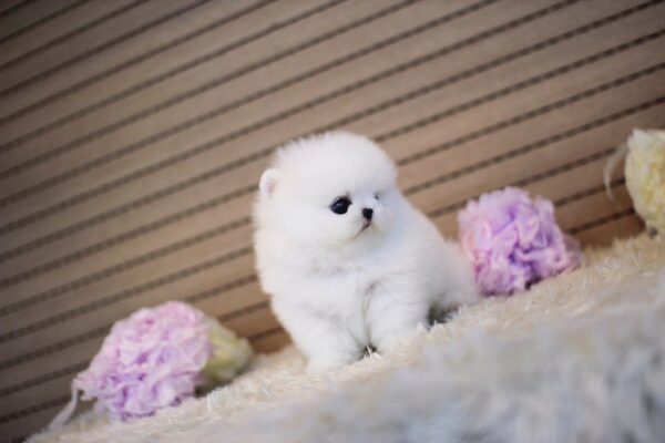 Camilla - Female Teacup Pomeranian Puppy - Image 4