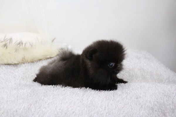 Bear - Male Teacup Pomeranian Puppy - Image 3
