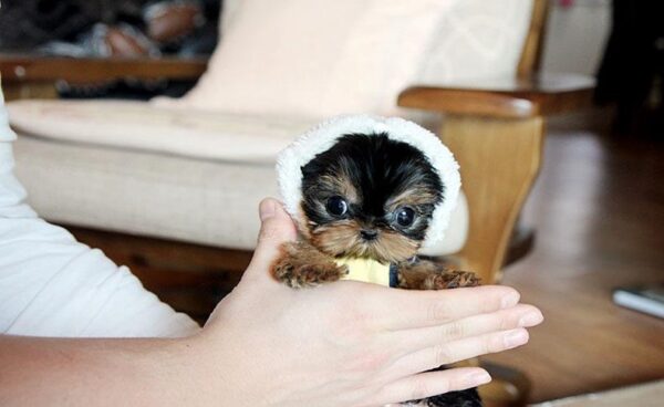 Fai - Male Teacup Yorkshire Puppy - Image 3