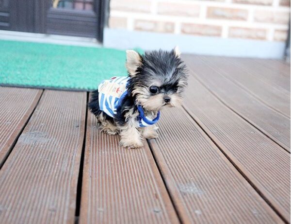 Randy - Male Teacup Yorkshire Puppy - Image 5