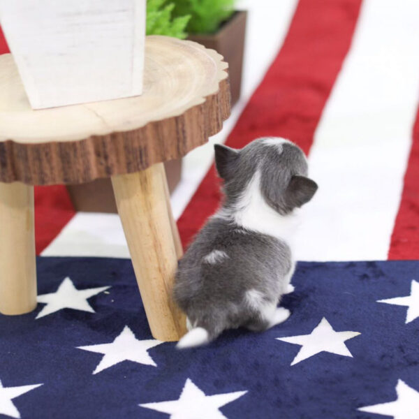Tonia - Female Teacup Chihuahua Puppy - Image 2