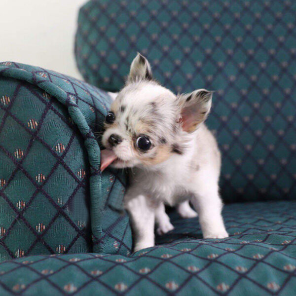 Misty - Female Teacup Chihuahua Puppy - Image 6