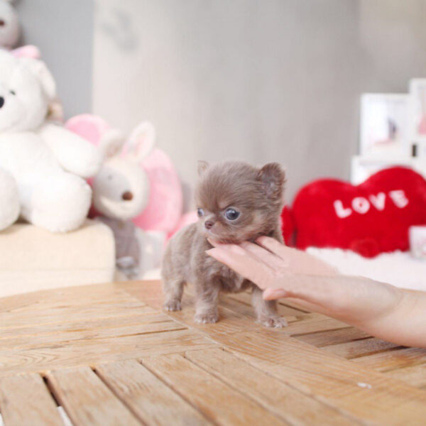 Sharon - Female Teacup Chihuahua Puppy - Image 6
