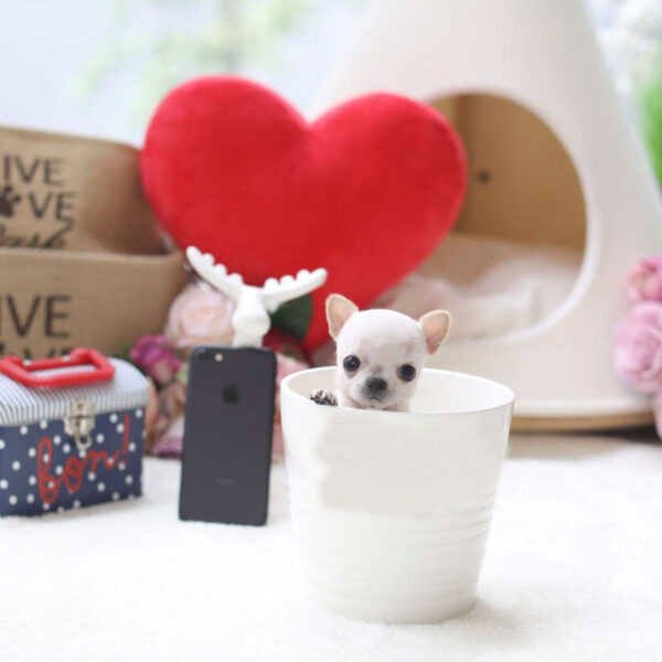 Lulu - Female Teacup Chihuahua Puppy - Image 6