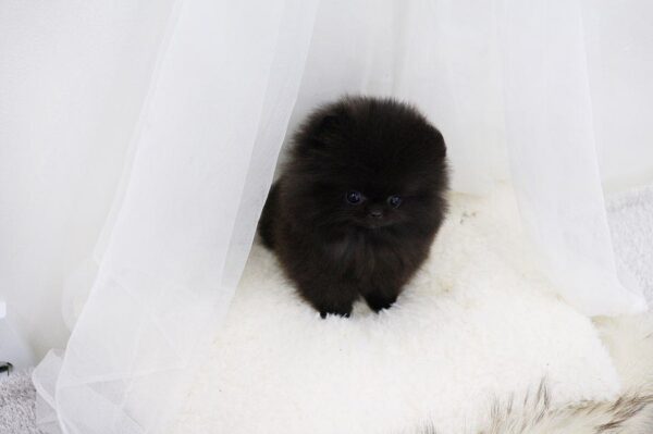 Bear - Male Teacup Pomeranian Puppy - Image 4