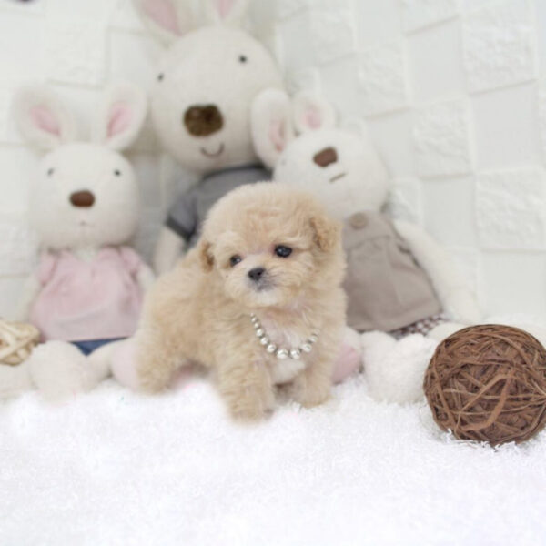 Autumn - Female Teacup Poodle Puppy