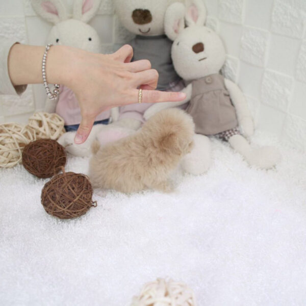 Autumn - Female Teacup Poodle Puppy - Image 2
