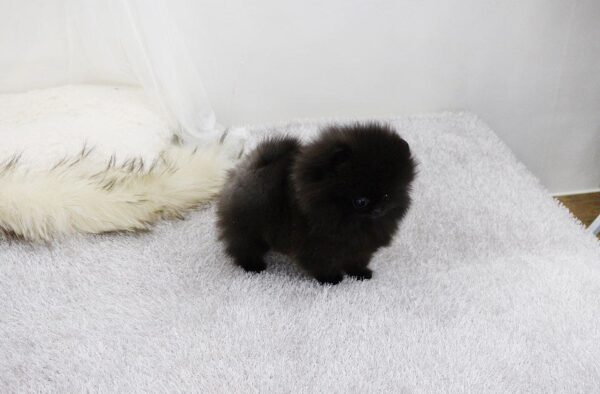 Bear - Male Teacup Pomeranian Puppy - Image 5
