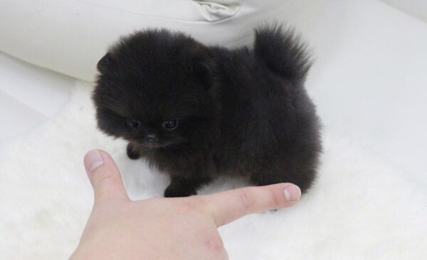 Bear - Male Teacup Pomeranian Puppy - Image 6
